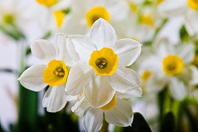 卡普空确认两款格斗游戏合集Xbox One版本明年推出